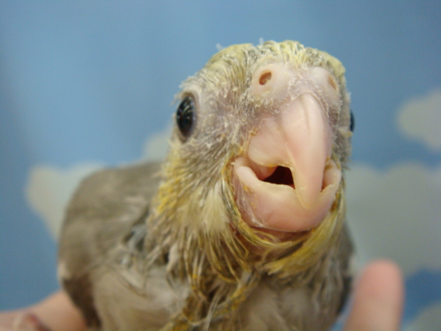 ウサギ・インコ・文鳥・ハムスター_f0189122_151385.jpg