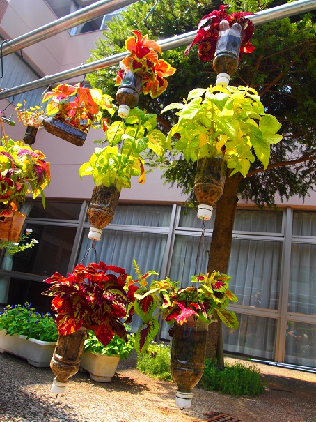 千葉市花壇コンクール 続報 の巻_e0164724_14282610.jpg