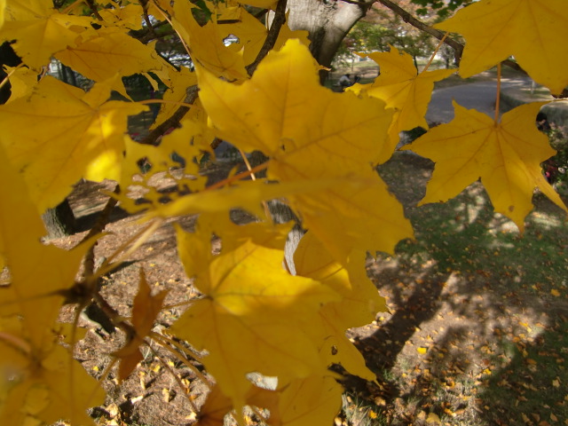 e0234924_723229.jpg