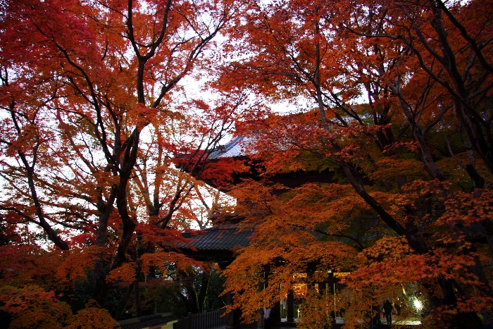 紅葉の湖東三山 －永源寺（紅葉ライトアップ）－_b0169330_1634854.jpg