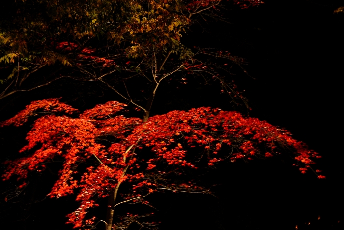 紅葉の湖東三山 －永源寺（紅葉ライトアップ）－_b0169330_163862.jpg