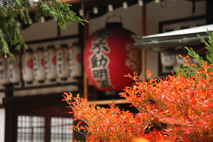 紅葉の東福寺 －栗棘庵－_b0169330_19114397.jpg