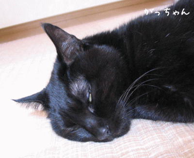 a0166338_21244468.gif