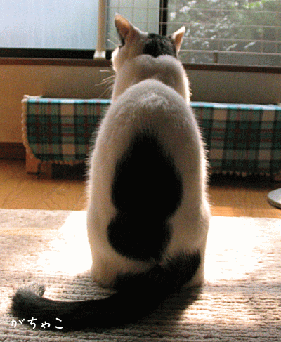 a0166338_21284456.gif
