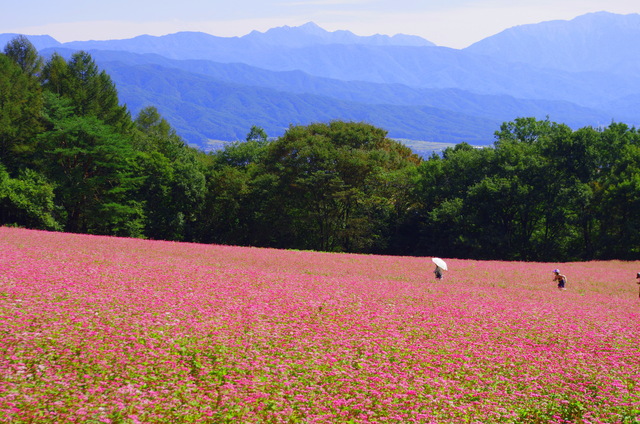 信州の秋と赤蕎麦畑_d0186245_3184834.jpg