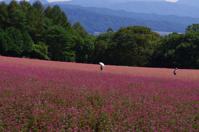 信州の秋と赤蕎麦畑_d0186245_3195214.jpg