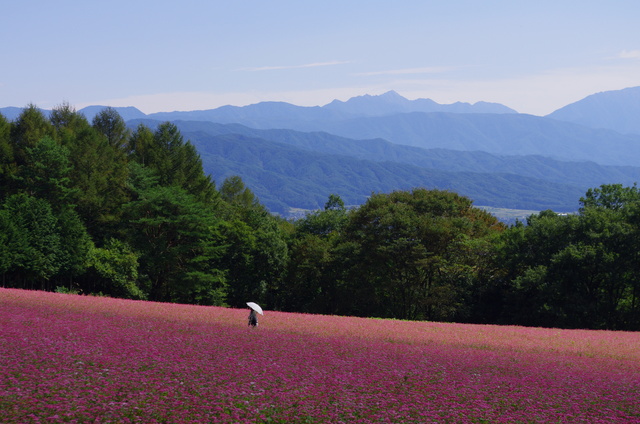 信州の秋と赤蕎麦畑_d0186245_3205496.jpg