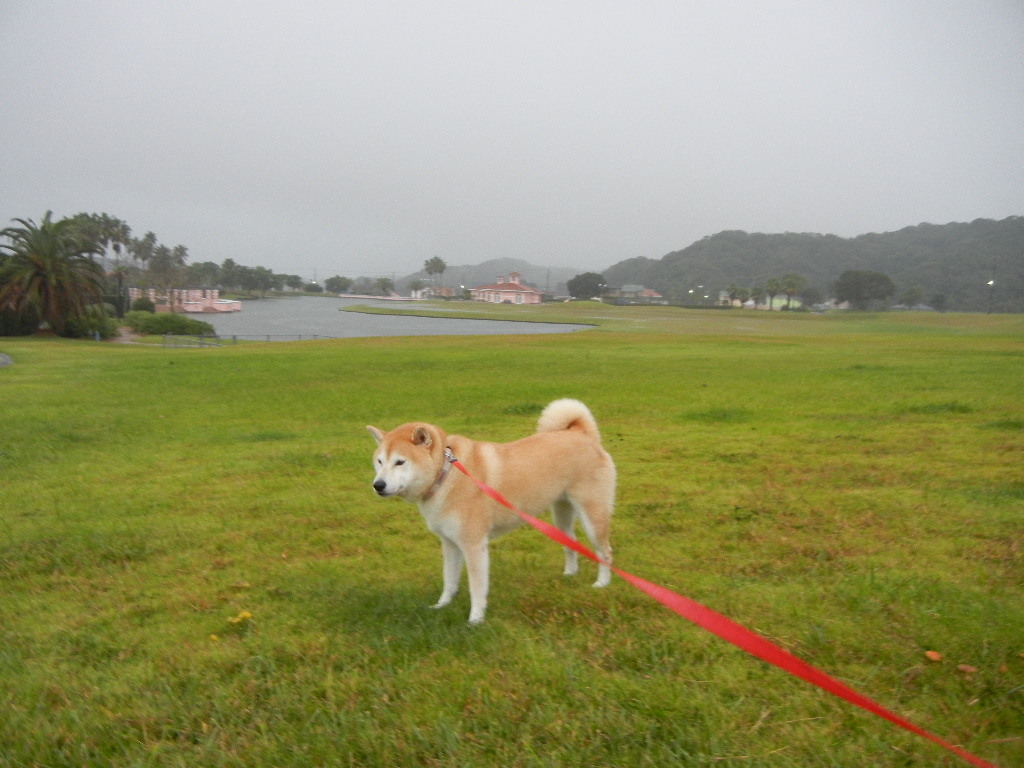2011年10月22日(土)卓球で足を痛めてしまいました!_f0060461_16132577.jpg