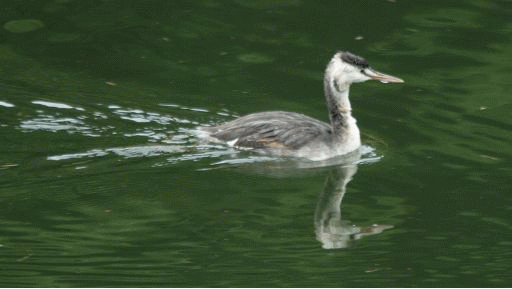 b0120968_19342554.gif
