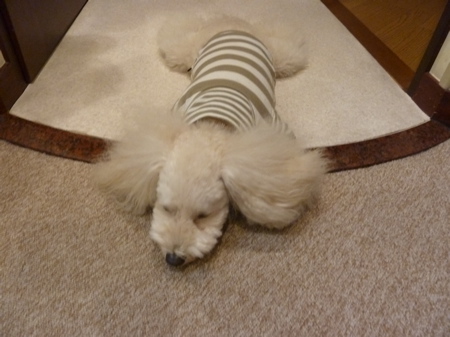 2011.10.21 整体治療_a0083571_014395.jpg