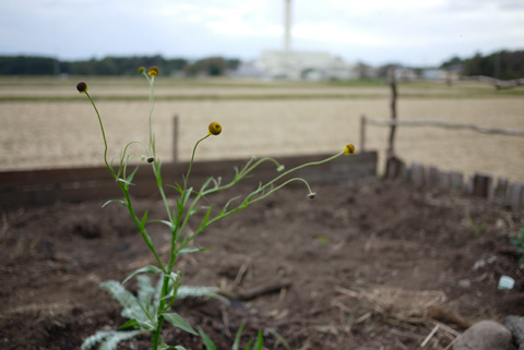 2011.10.22　秋に咲く_e0172372_1843675.jpg