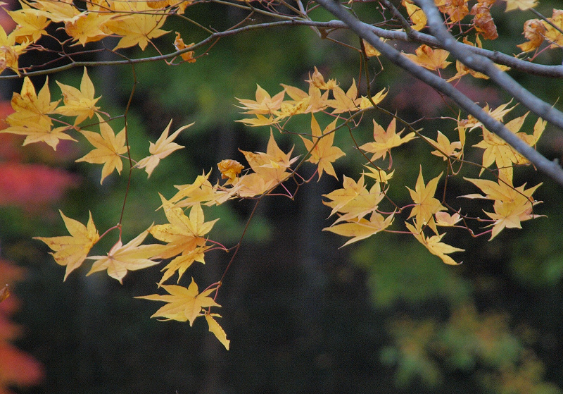 紅桜公園_a0151577_1064126.jpg