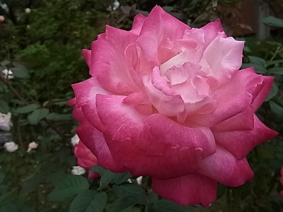 c0209377_2257889.jpg