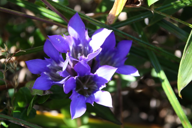 吾妻山の花や実_e0096888_237381.jpg