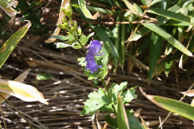 吾妻山の花や実_e0096888_2392220.jpg