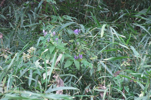 e0070891_20581861.jpg