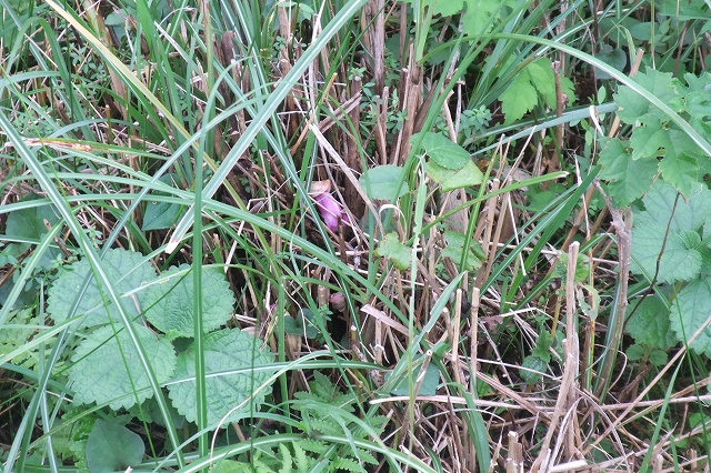 e0070891_212375.jpg
