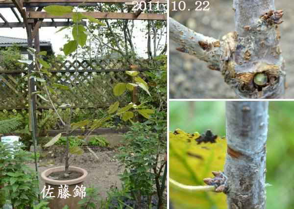 鉢植え 桜桃 サクランボ 来年2年目で花芽が付くの 趣味の 果樹 今年も ぶどう と 新たに 桜桃 に注力 鉢植え 桜桃 サクランボ 来年2年目で花芽が付くの 趣味の 果樹 今年も ぶどう と 新たに 桜桃 に注力