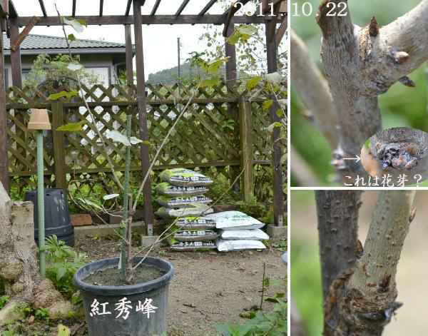 鉢植え 桜桃 サクランボ 来年2年目で花芽が付くの 趣味の 果樹 今年も ぶどう と 新たに 桜桃 に注力 鉢植え 桜桃 サクランボ 来年2年目で花芽が付くの 趣味の 果樹 今年も ぶどう と 新たに 桜桃 に注力