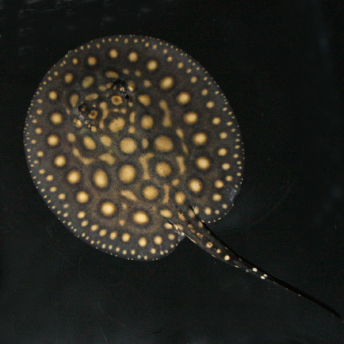 極美ハイブリッドスティングレー : ビーボックスアクアリウム 熱帯魚情報