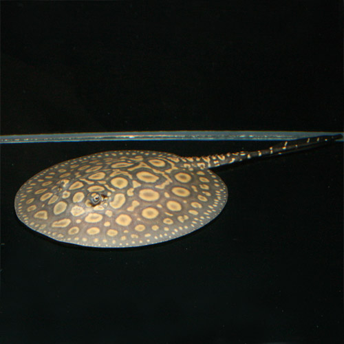 極美ハイブリッドスティングレー : ビーボックスアクアリウム 熱帯魚情報