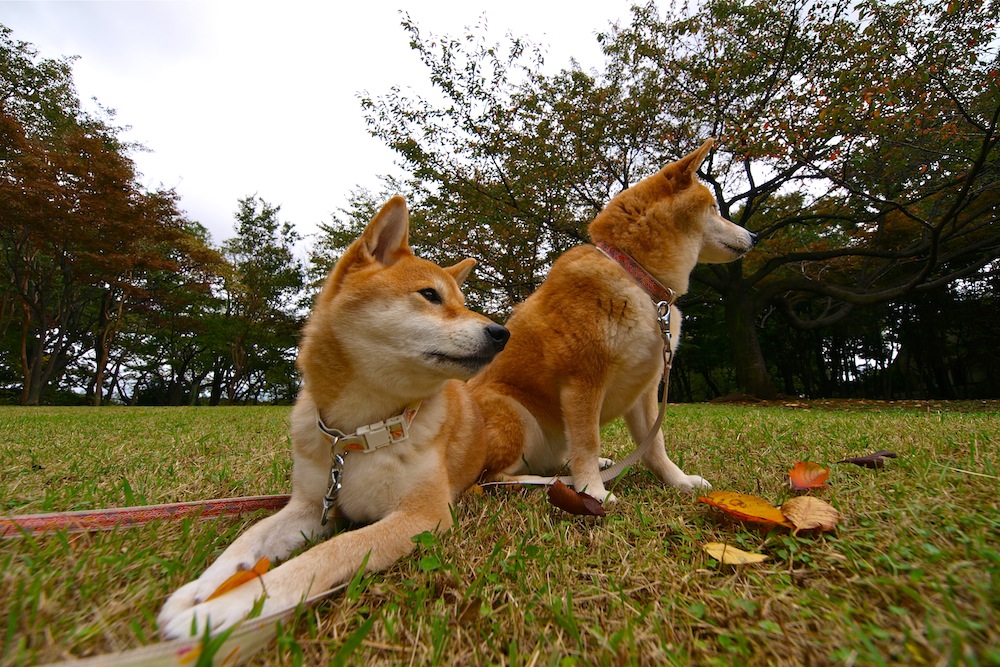 秋ですねぇ_f0109601_14573867.jpg