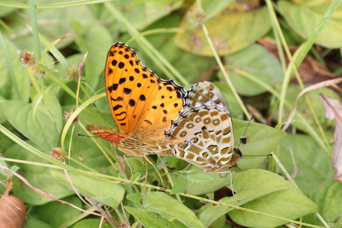 埼玉中部　　　　　　　　　ジャコウアゲハ蛹他2011/10/23_d0251807_2224886.jpg