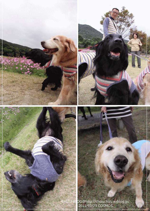 c0017311_15303495.gif