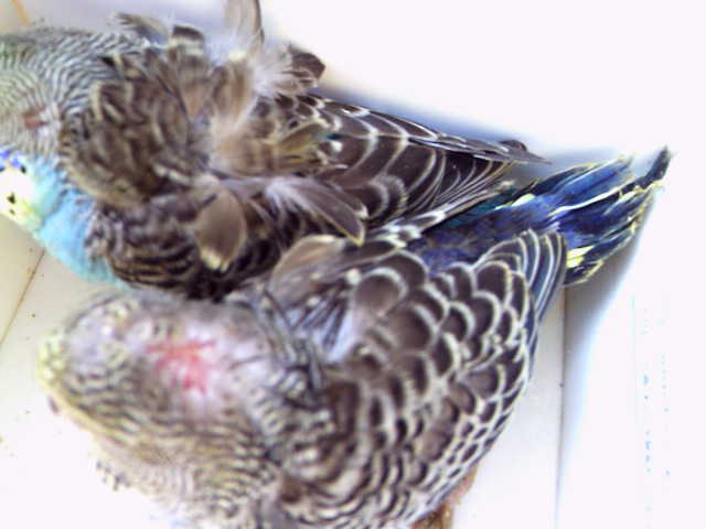 c0194711_2039658.jpg