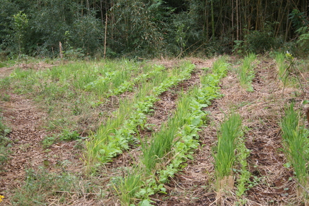 今週の家庭菜園（２０１１年１０月２３日）_a0216817_2159270.jpg