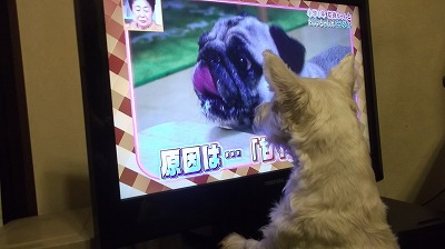 テレビっ子♪_e0121418_19565377.jpg