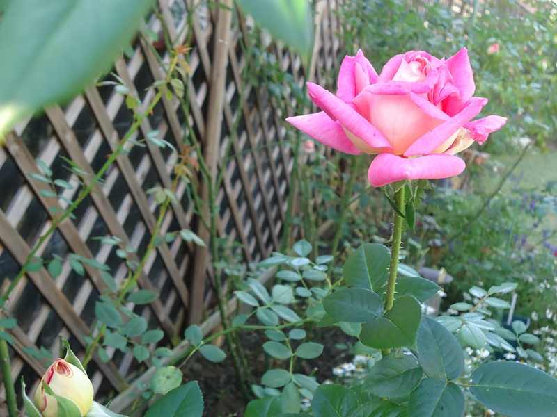 ピースの枝変わりクローネンブルグの秋花 Doriのお気に入り