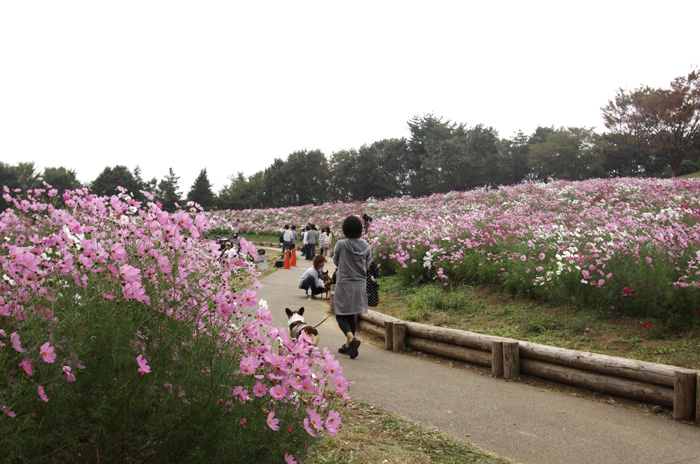 昭和記念公園のコスモス_e0071225_21202799.jpg