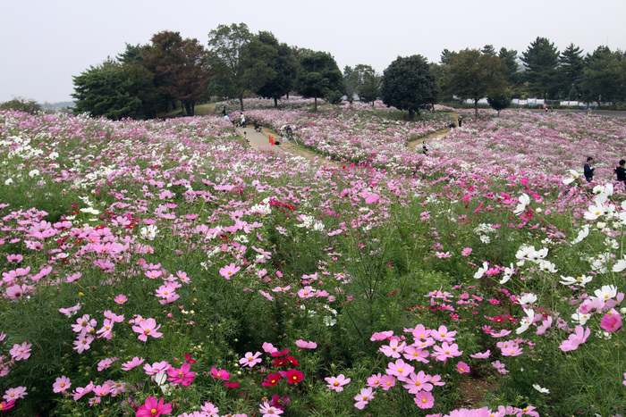 昭和記念公園のコスモス_e0071225_21352357.jpg