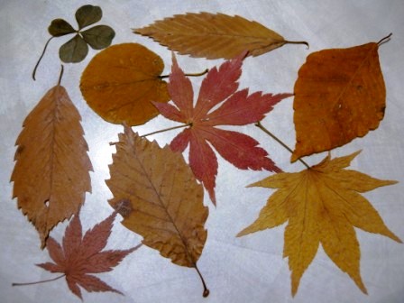 紅葉と黄葉_b0206037_22125196.jpg