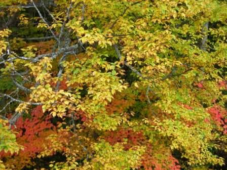 紅葉と黄葉_b0206037_22202416.jpg