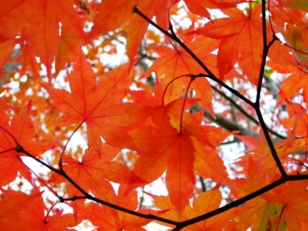 紅葉と黄葉_b0206037_2224391.jpg