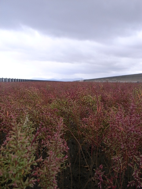 f0176239_122898.jpg