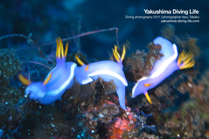 ウルマカエルアンコウのペア!!_b0186442_182735100.jpg