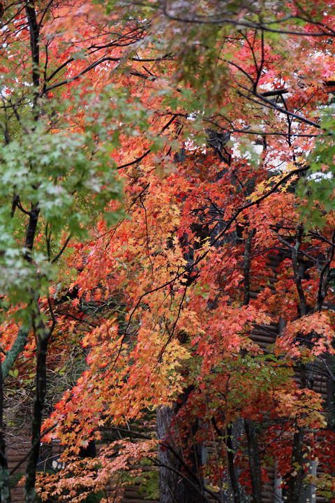 奥日光　紅葉　2011晩秋　その1 _b0168647_10542619.jpg