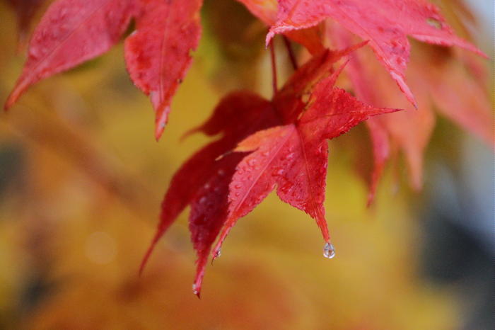 奥日光　紅葉　2011晩秋　その1 _b0168647_1054586.jpg