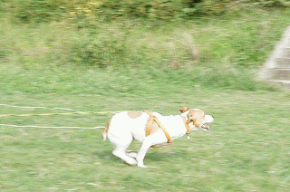 d0146153_15392883.gif