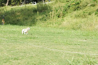 d0146153_1545733.gif