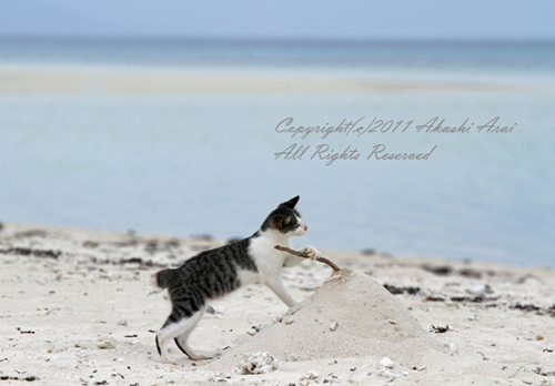 棒倒し 沖縄猫blog おきにゃわ 棒倒し 沖縄猫blog おきにゃわ