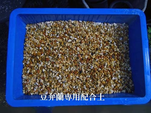 奥地蘭「豆弁蘭」の植え替え　　　　　　　　　　　　Ｎｏ．１０６４_d0103457_0114615.jpg