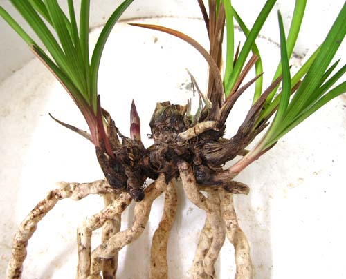 奥地蘭「豆弁蘭」の植え替え　　　　　　　　　　　　Ｎｏ．１０６４_d0103457_18232216.jpg