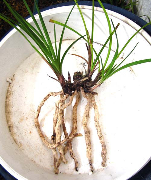 奥地蘭「豆弁蘭」の植え替え　　　　　　　　　　　　Ｎｏ．１０６４_d0103457_1823584.jpg