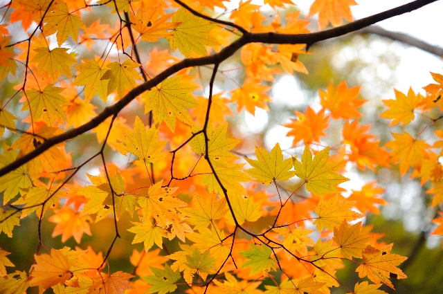 紅葉狩り　長野県北部_a0119373_19535255.jpg