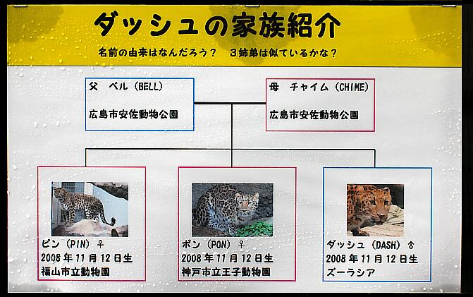 ダッシュの家系図とか公開中～♪_c0073377_1681359.jpg