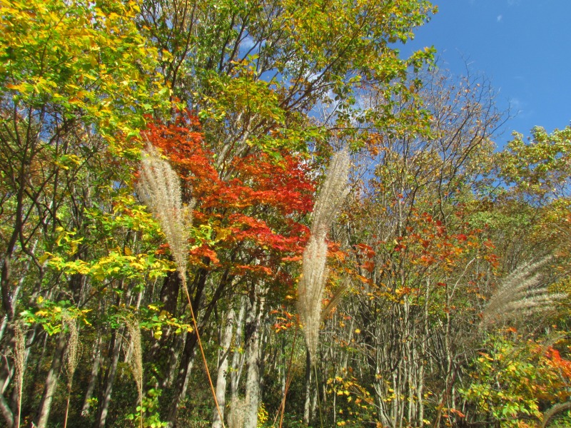 c0183777_63165.jpg